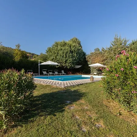 Mimosa * Κορτόνα